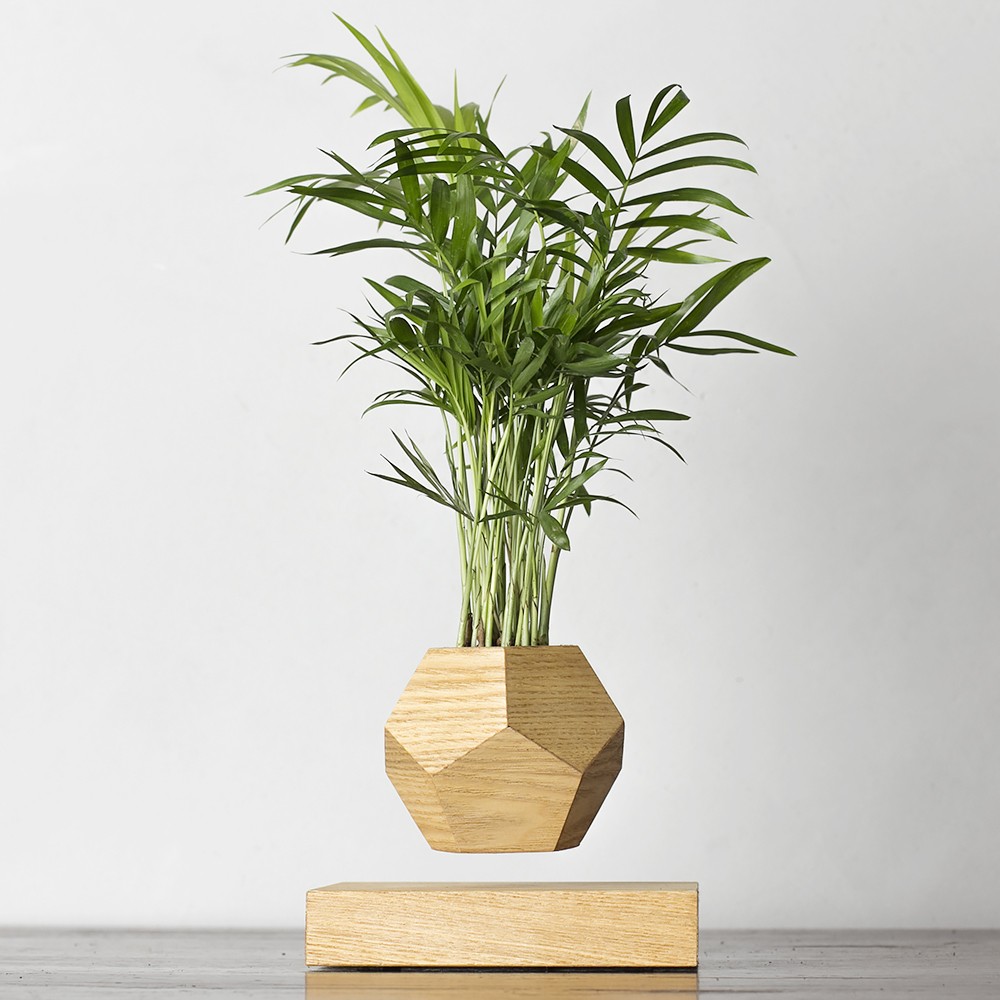 Левитирующее растение