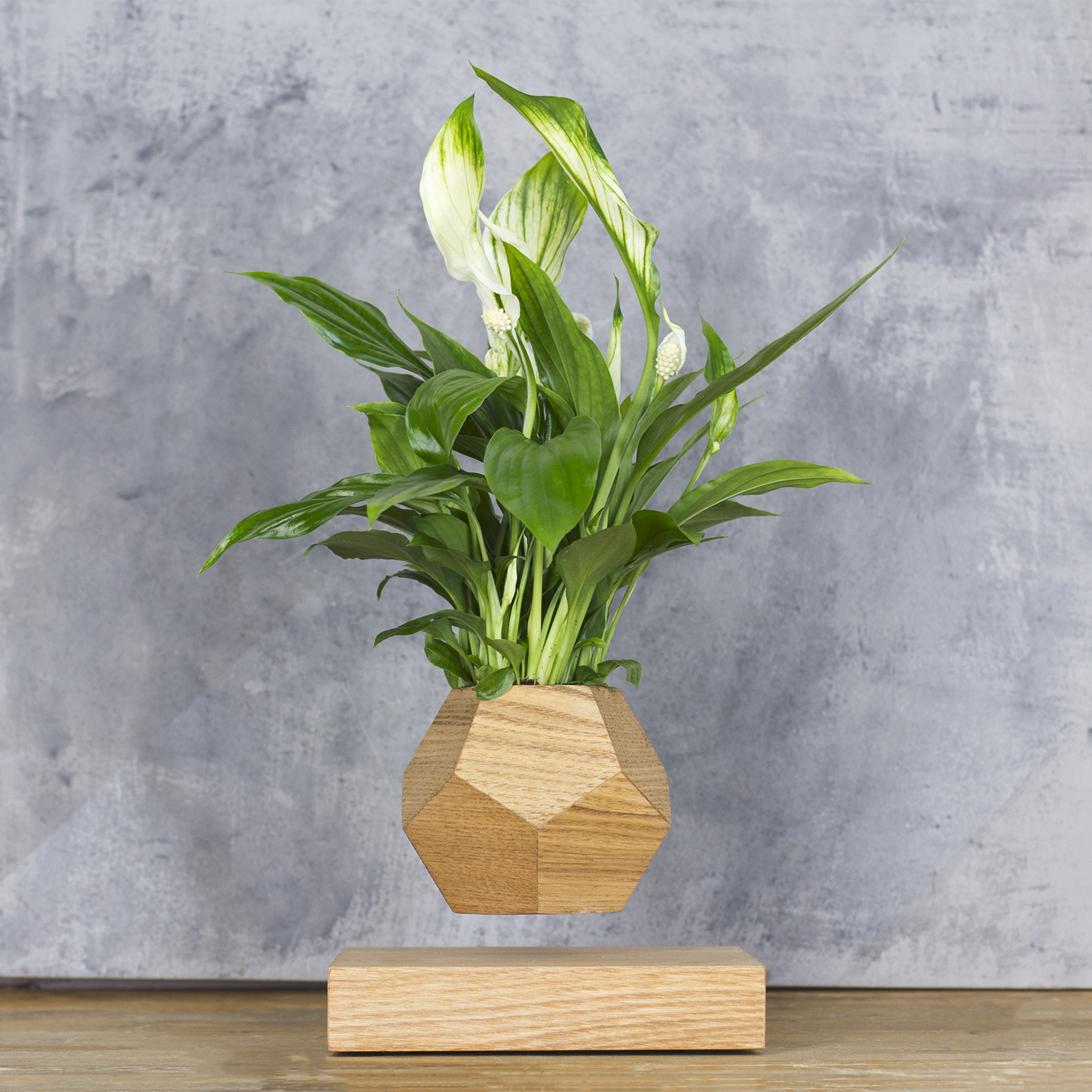 Левитирующее растение