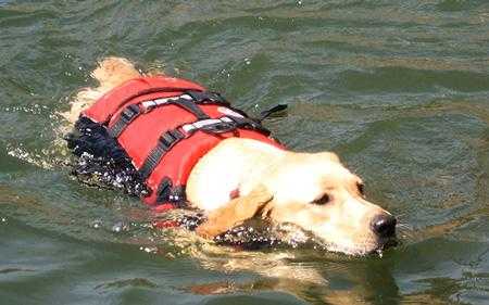 Спасательный жилет для собаки