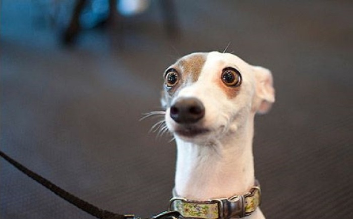 Ультразвуковой отпугиватель собак