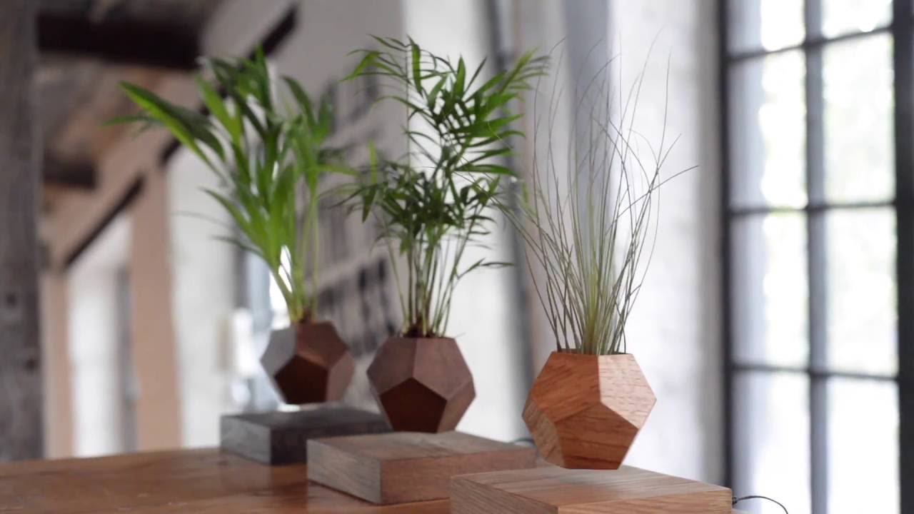 Левитирующее растение