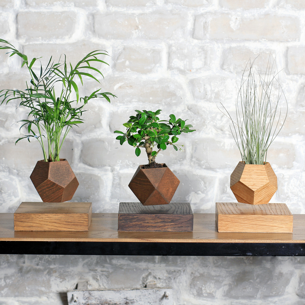 Левитирующее растение