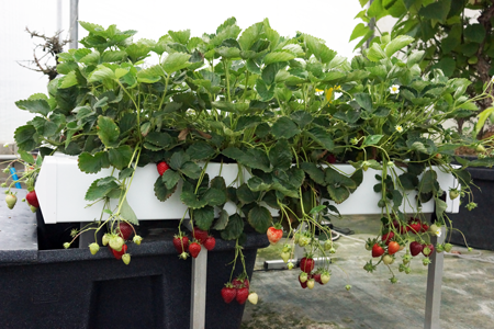 Гидропонные системы