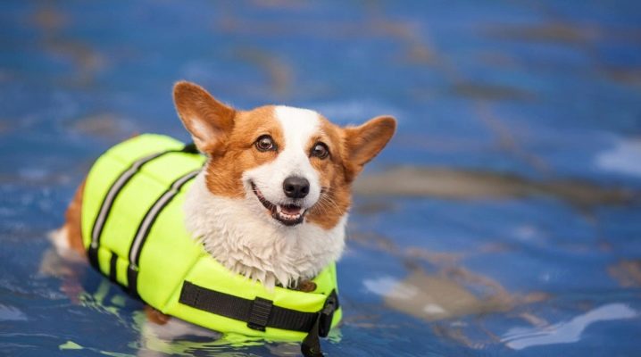 Спасательный жилет для собаки