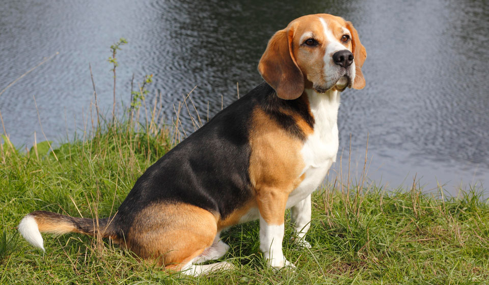 Ультразвуковой отпугиватель собак