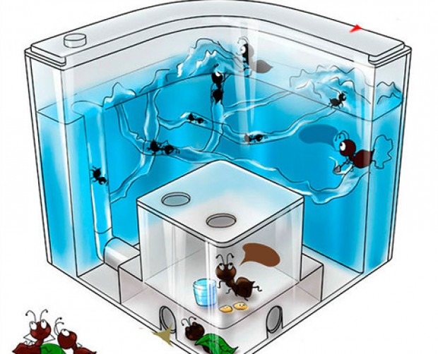 Муравьиная ферма