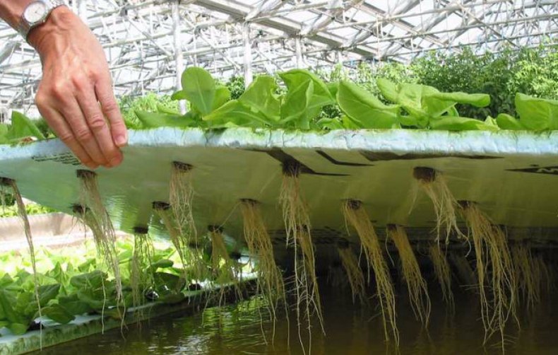 Гидропонные системы