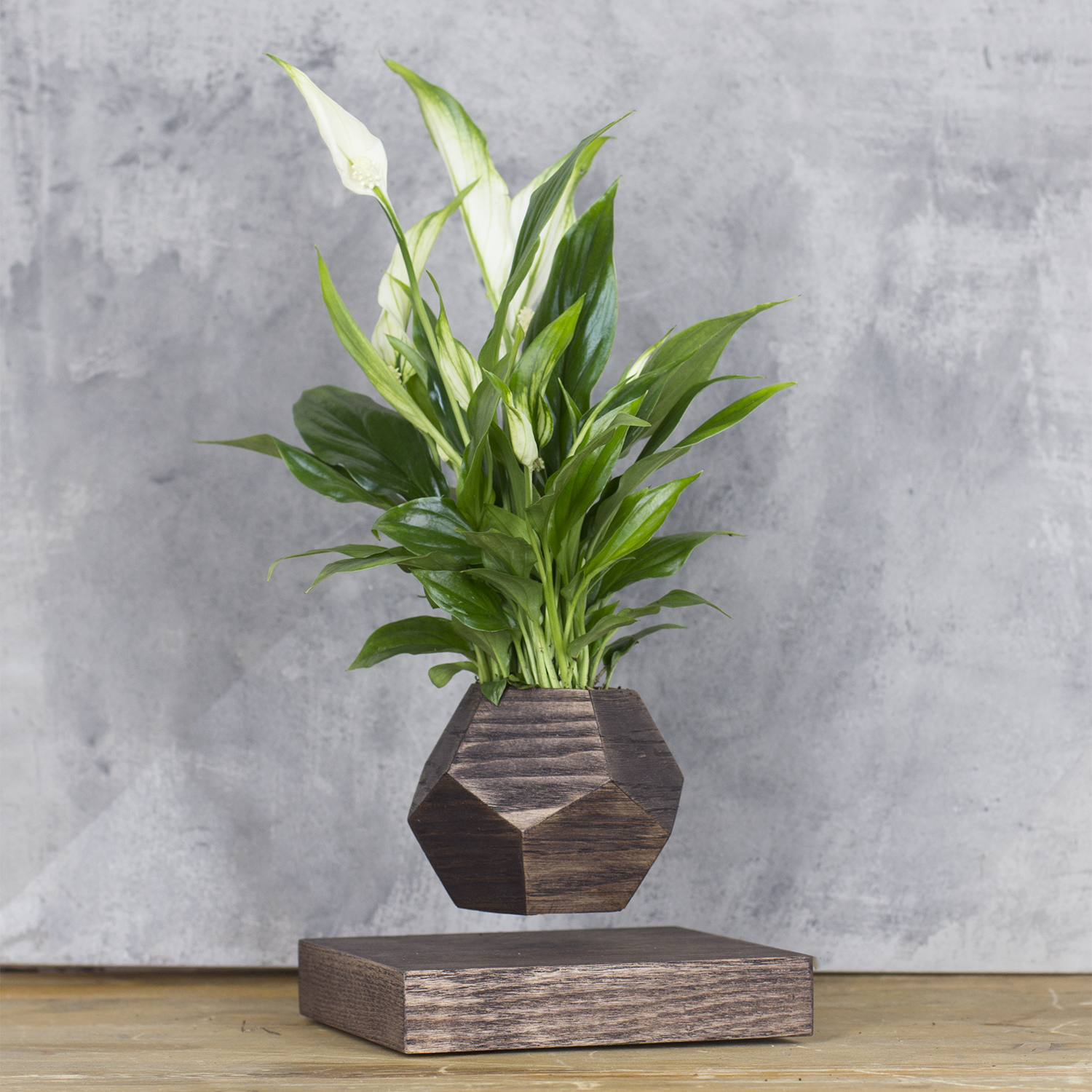 Левитирующее растение